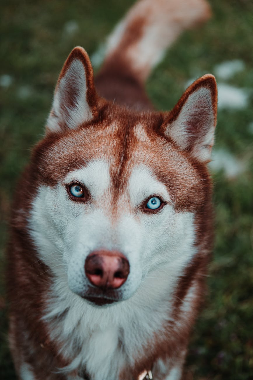 Before — phone snapshot of Red Husky