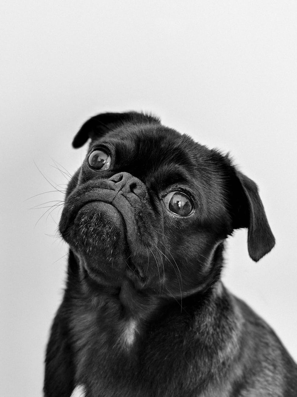 Before — phone snapshot of Black Pug