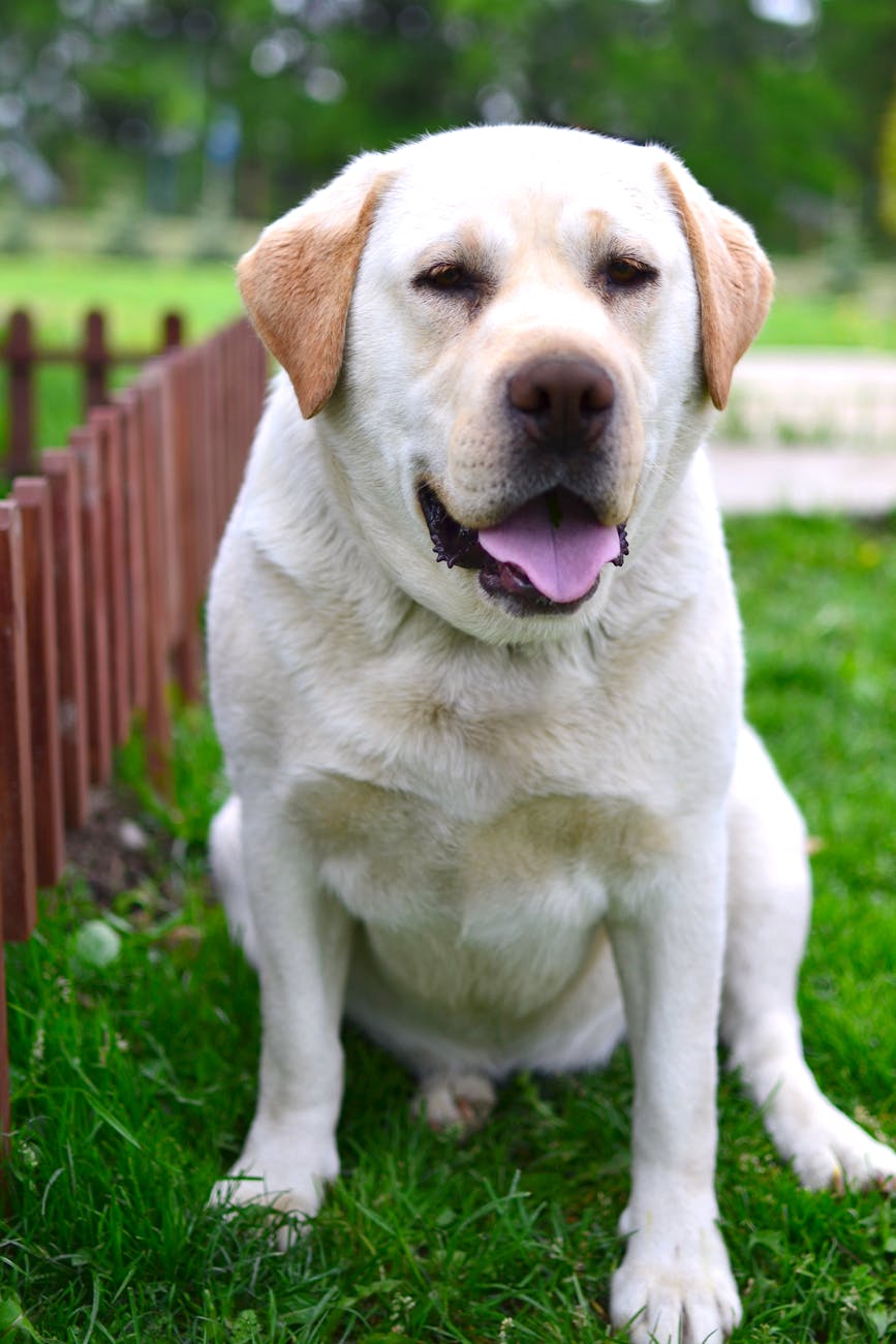 Before — phone snapshot of Yellow Lab